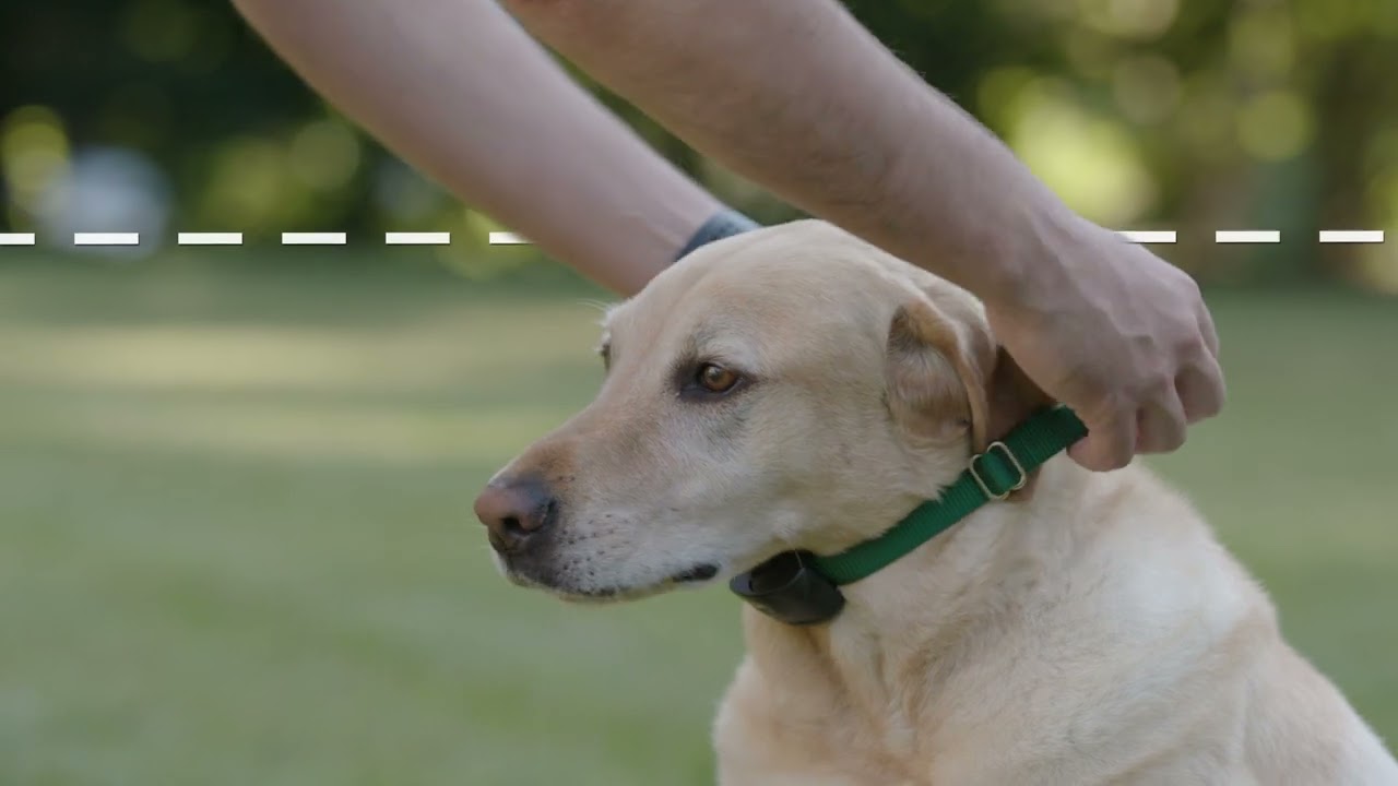 How DogWatch hidden fences work
